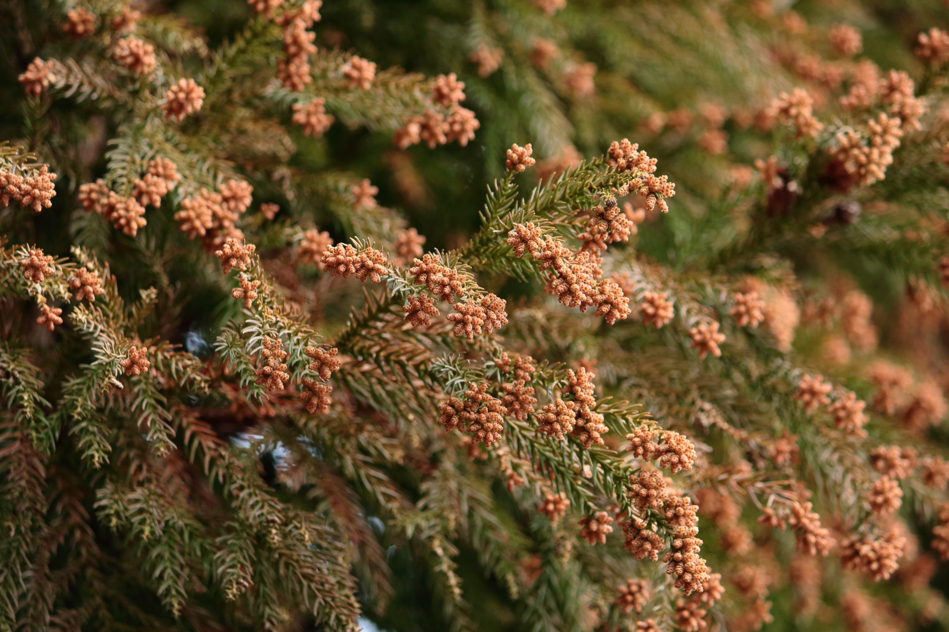 花粉症対策 洗濯物どうしてる おすすめの外干しの干す時間 Tamenaru