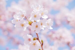 3月の終わりに咲く桜の花