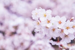高校入学の時期に咲く桜